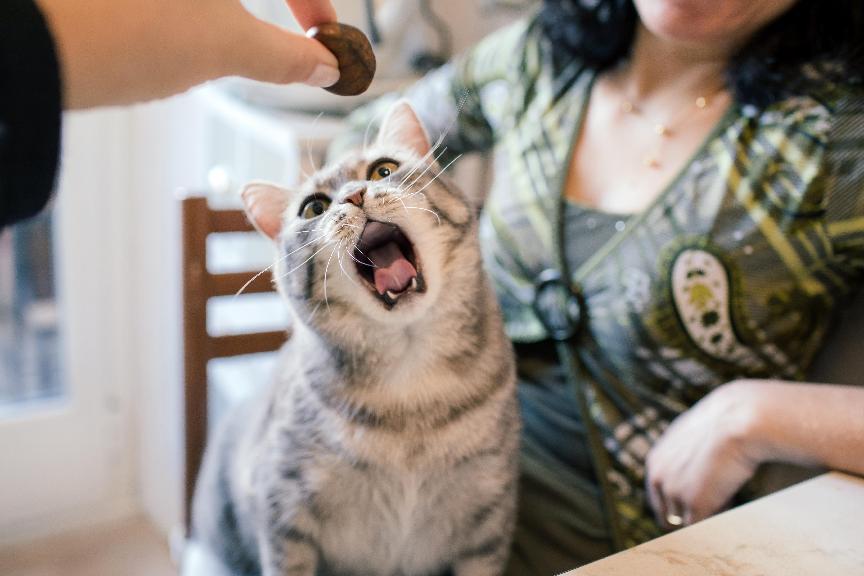 如何挑選出最適合貓咪的飼料?