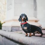 臘腸犬好養嗎？一文帶你了解臘腸犬性格、訓練&常見誤解