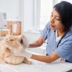 貓耳蟎是什麼？貓耳螨感染成因、症狀、治療&預防方法