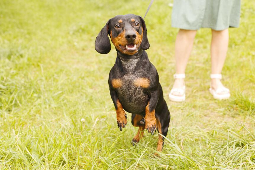 臘腸犬外觀特徵