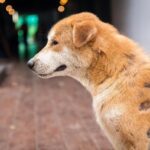 什麼是狗皮膚癬？狗皮膚癬症狀、原因&預防方法