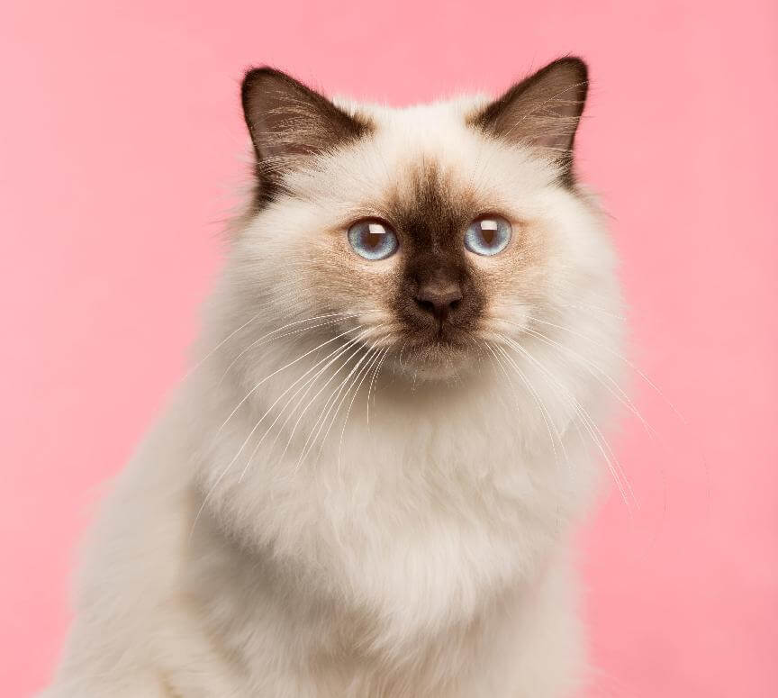 賓士貓智商相當於幾歲人類？飼主必知的賓士貓壽命&智商