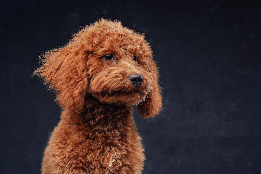 紅貴賓犬好養嗎？紅貴賓犬個性特質&訓練技巧