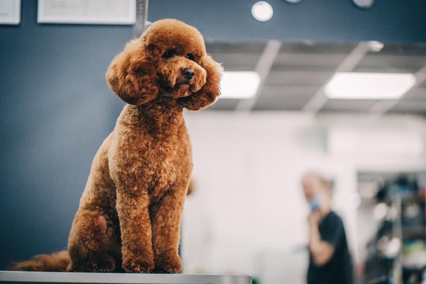 紅貴賓犬可能面臨的健康風險