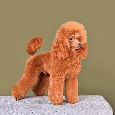紅貴賓犬