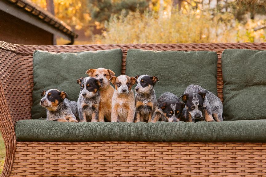 【幼犬照顧懶人包】幼犬餵食、訓練&疫苗種植指南 - 爪爪電台