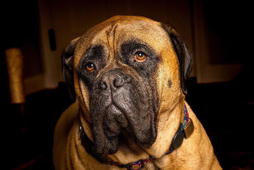 英國獒犬好養嗎?英國獒犬壽命、個性、優缺點&4大飼養要點 - 爪爪電台