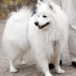 狐狸犬好養嗎？養前須知的狐狸犬壽命/價格&4大缺點與應對
