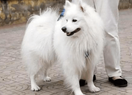 狐狸犬好養嗎？養前須知的狐狸犬壽命/價格&4大缺點與應對