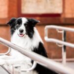 【幼犬飼料】幼犬飼料怎麼選？10大幼犬飼料排行榜！