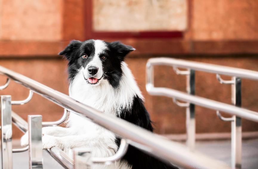 【幼犬飼料】幼犬飼料怎麼選？10大幼犬飼料排行榜！