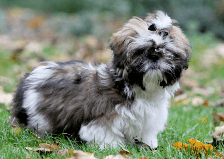 西施犬好養嗎？西施犬個性、壽命&3大照顧指南