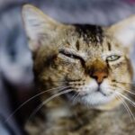 為什麼貓流眼淚？貓流眼淚的原因、症狀&解決方法