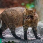 【野貓驅趕】野貓最怕什麼味道？9種野貓驅趕氣味推薦！