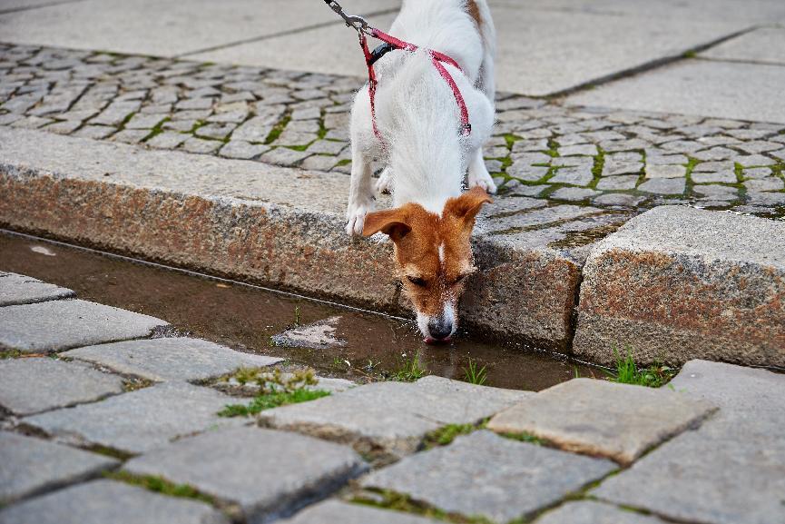 幼犬一直喝水正常嗎？幼犬過量飲水原因&3大應對方法