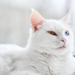 【土耳其安哥拉貓】4大飼主須知土耳其安哥拉貓飼養指南&常見問題解答