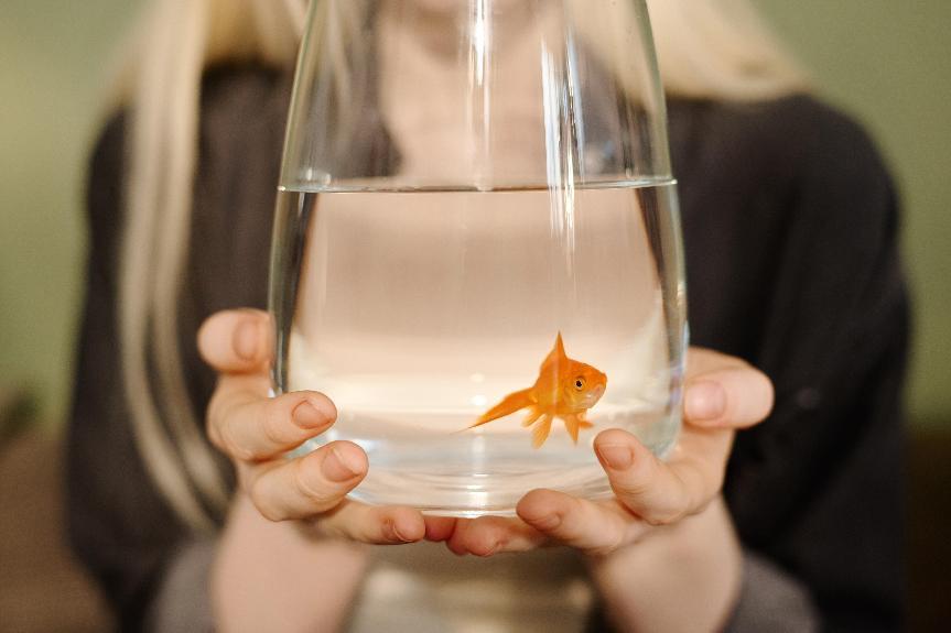 魚缸
