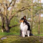 【喜樂蒂】比邊牧更好？喜樂蒂牧羊犬缺點優點&3大犬種對比