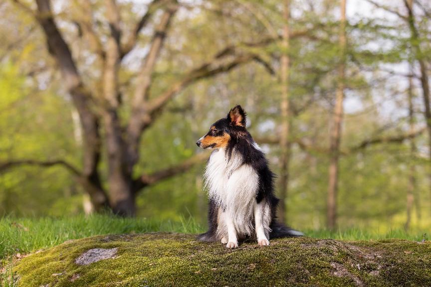 【喜樂蒂】比邊牧更好？喜樂蒂牧羊犬缺點優點&3大犬種對比