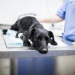 犬小病毒是什麼？犬小病毒後遺症&治療費用大解析