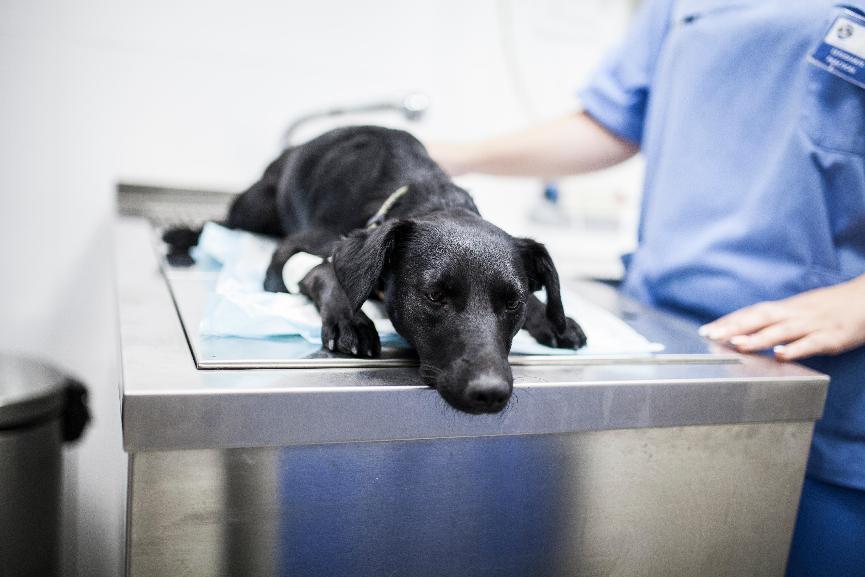 犬小病毒是什麼？犬小病毒後遺症&治療費用大解析