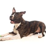 美國比特鬥牛犬好養嗎？一文了解比特犬個性、壽命&智商
