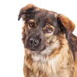 米克斯是什麼狗？米阿斯缺點&米克斯幼犬與純種狗對比