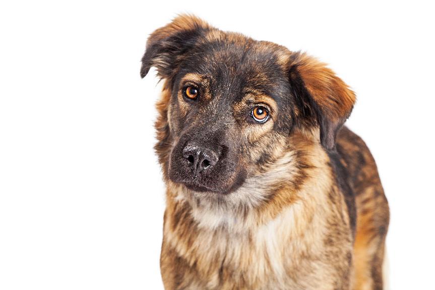 米克斯是什麼狗？米阿斯缺點&米克斯幼犬與純種狗對比