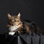 緬因貓好養嗎？飼養必知的緬因貓價格、壽命&智商