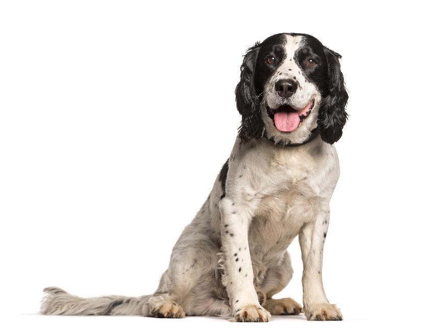 史賓格犬