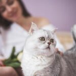 母貓懷孕多久會生？5大母貓懷孕徵兆&護理方法