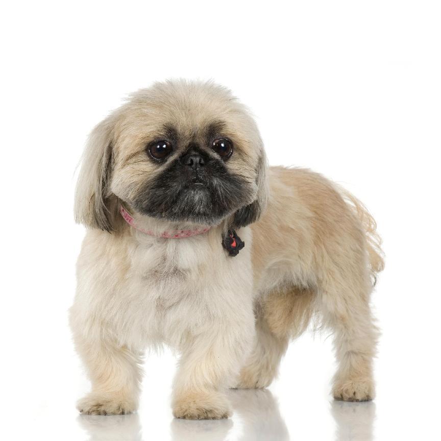 西施犬