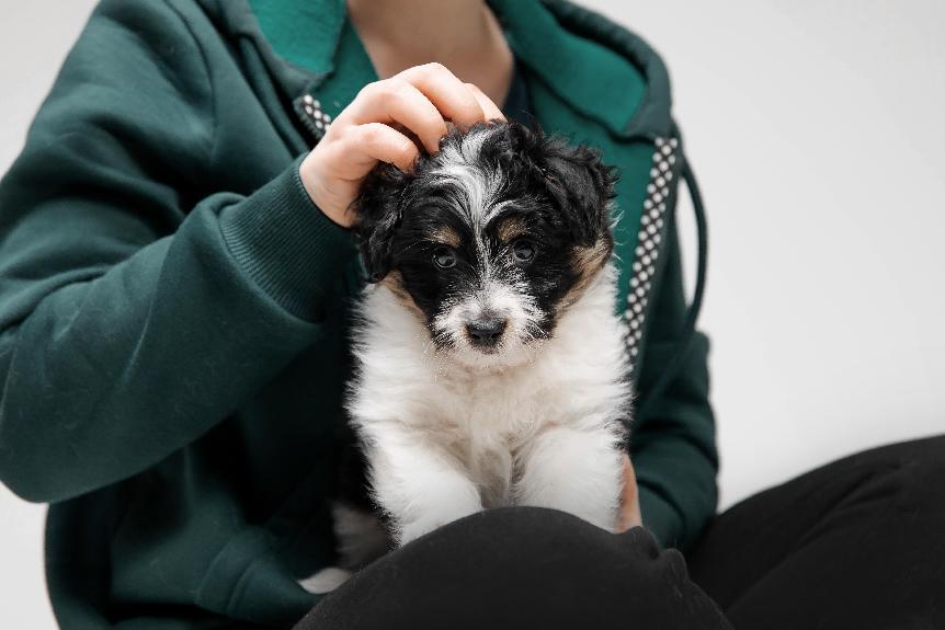 母幼犬結紮