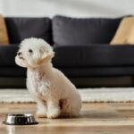 小型犬好養嗎？一文看清小型犬挑選要點、飼養費用&常見疾病