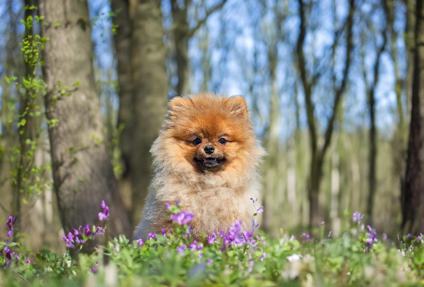 博美犬