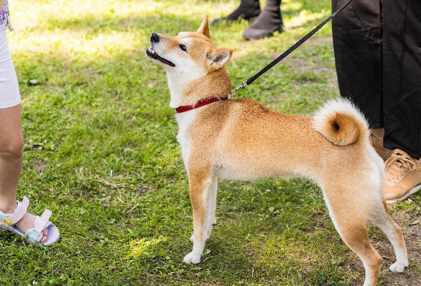 柴犬
