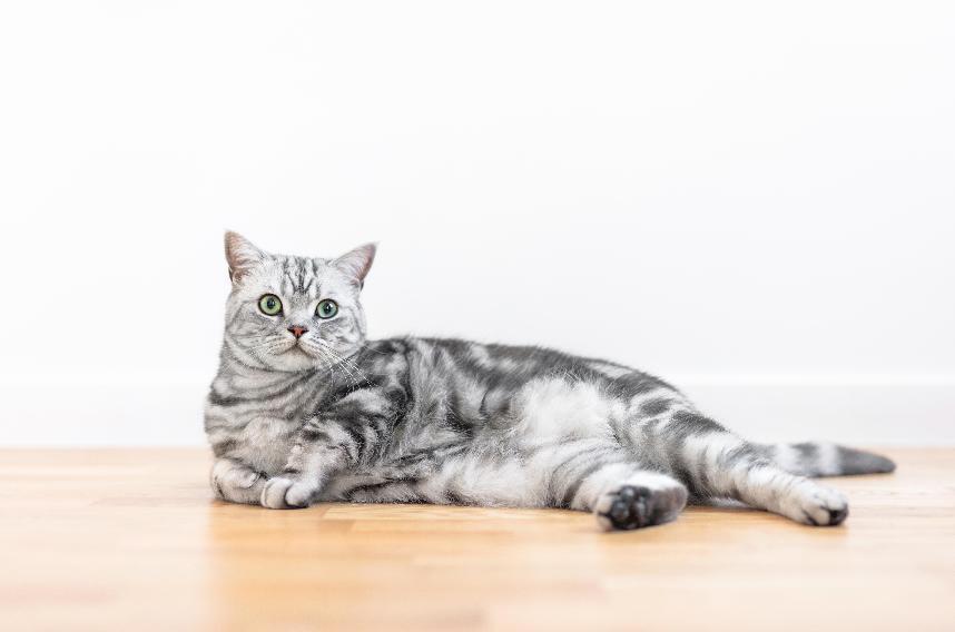 英短美短飼養注意事項