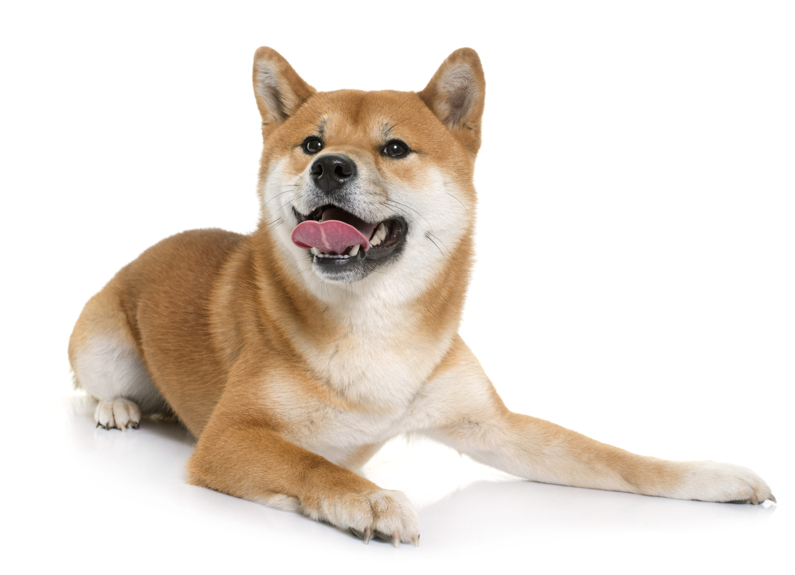 柴犬個性