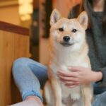 【柴犬飼養】一文了解柴犬個性、壽命&3大飼養要點