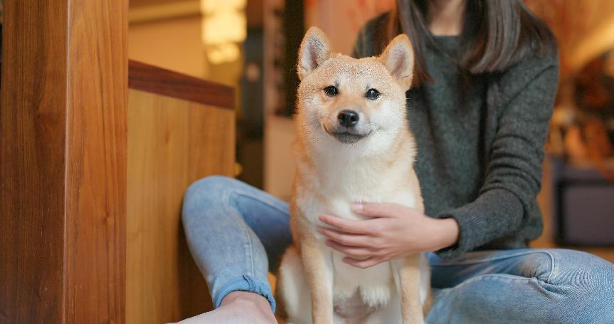 【柴犬飼養】一文了解柴犬個性、壽命&3大飼養要點