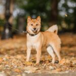 【柴犬缺點】養柴犬後悔嗎？10大柴犬缺點&6種避免養柴犬後悔建議