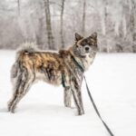 加拿大愛斯基摩犬