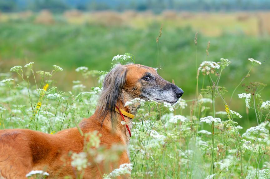 薩路基獵犬