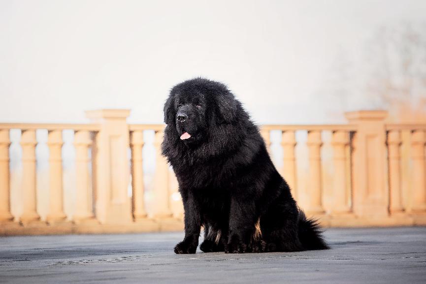 紐芬蘭犬