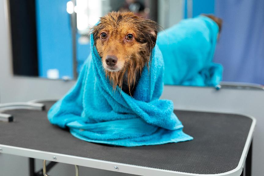 犬小病毒