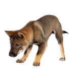 【四國犬】忠誠不輸柴犬的日本狗，四國犬價格、個性&壽命介紹