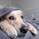 【犬瘟熱】飼主需知的犬瘟熱前期症狀，避免惡化和犬瘟熱後遺症！
