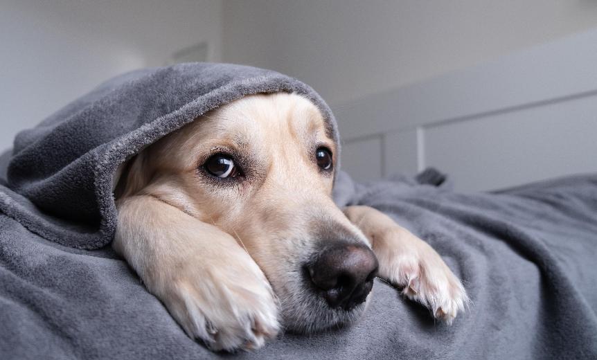 【犬瘟熱】飼主需知的犬瘟熱前期症狀，避免惡化和犬瘟熱後遺症！