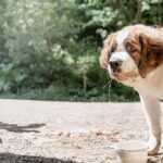 狗狗為什麼拉肚子？一文看清狗拉肚子原因、應對方法&預防方法