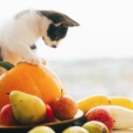 【貓吃蘋果】貓可以吃蘋果嗎？10種貓可以放心吃的水果